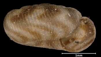 Media type: image;   Malacology 17262 Aspect: apertural